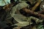 skeletonized leaves