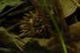 spikey seed pod?
