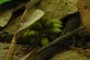 pygmy bananas?