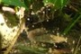 spider webbing...
