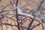 Red branches