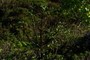 Melicope clusiiflia