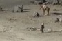Caballo