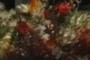 Impressionist art - flowers