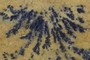 Dendrite fan