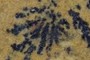 Dendrite fan with red lint thread!