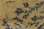 Lovely branching dendrites