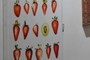 Strawberry and Kiwi