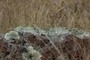 LICHEN 