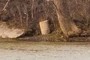 Barrel