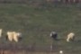 Grazing