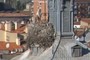 Cigueña y nido.