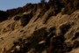 Active Dune