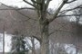 Sugar maple