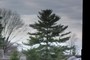 White pine