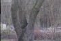 Silver maple