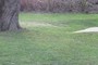 turfgrass