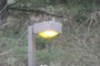 park lamp