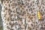 faux leopard...
