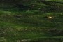 seagrass with kelp pod