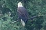 Nearbynature Bald Eagle