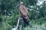 Nearbynature Golden Eagle