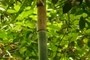 bamboo