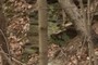 Rock outcrop