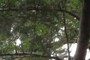 Invasives Species