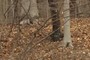 Beech Trees
