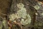 Lichen