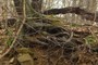 Roots