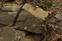 Wissahickon Schist