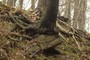 Tree & Rock