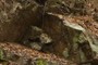 rocks