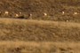 antelope