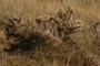 prickly pear cactus