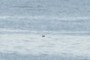 Pelican