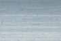 Whales?