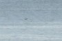 Bird?