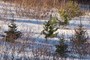 Spruce and Pine