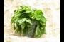 Herbs