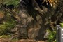 The Stumpery
