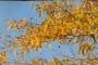Fall Colors