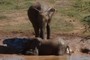 Wallowing