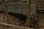 Old Bridge over the Creek