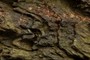 Nice texture