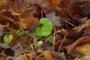 garlic mustard