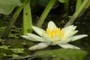 waterlily