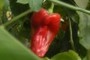 Pepper